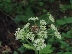 Volucella inanis