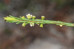 Ochrosperma lineare