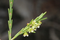 Ochrosperma lineare
