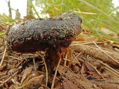 Phlebopus marginatus