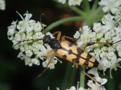 Rutpela maculata