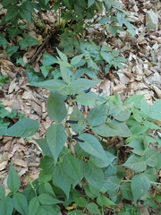 Vicia oroboides