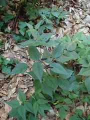 Vicia oroboides