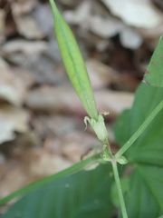 Vicia oroboides