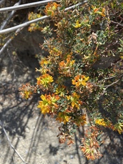 Acmispon dendroideus dendroideus
