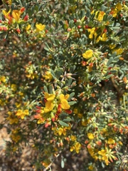Acmispon dendroideus dendroideus