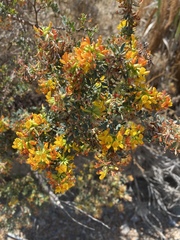 Acmispon dendroideus dendroideus