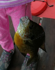 Lepomis gibbosus × macrochirus