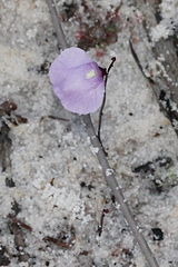 Utricularia lateriflora