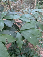 Englerophytum natalense
