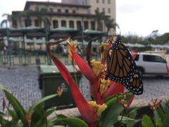 Danaus plexippus portoricensis