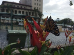 Danaus plexippus portoricensis