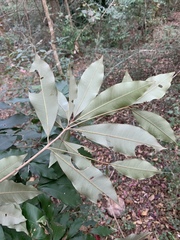 Englerophytum natalense