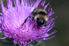 Bombus campestris