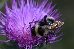 Bombus campestris