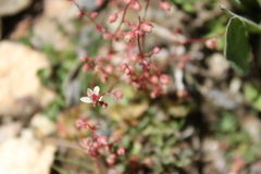 Micranthes bryophora