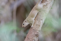 Heliosciurus gambianus