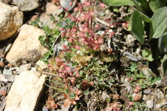 Micranthes bryophora