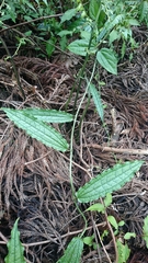 Smilax riparia