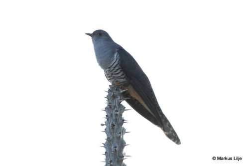 Madagascar Cuckoo