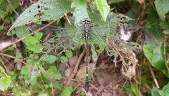 Leptogomphus sauteri