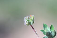 Lotus uliginosus