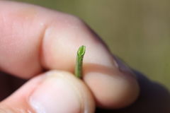 Lotus uliginosus