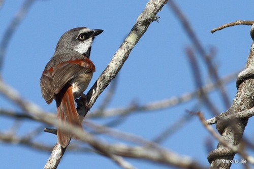 Red-shouldered Vanga