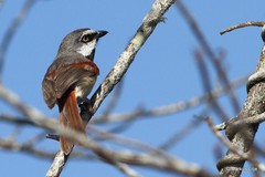 Calicalicus rufocarpalis