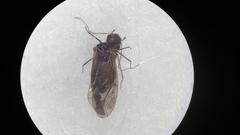 Peripsocus phaeopterus