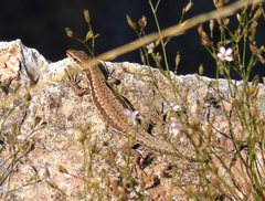 Podarcis muralis