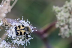 Trichius gallicus zonatus