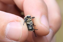 Trichius gallicus zonatus