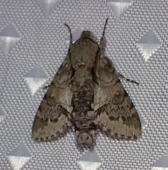 Cautethia noctuiformis