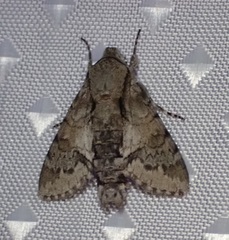 Cautethia noctuiformis