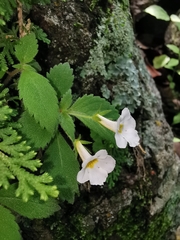 Achimenes occidentalis