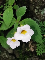 Achimenes occidentalis