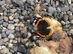 Vanessa atalanta