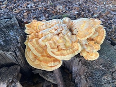 Laetiporus sulphureus
