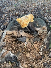 Laetiporus sulphureus