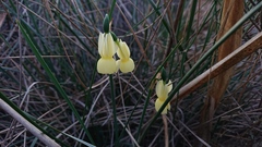 Narcissus triandrus pallidulus