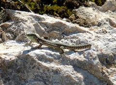 Podarcis muralis
