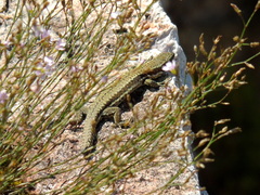 Podarcis muralis
