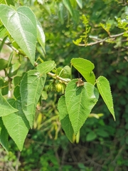 Jatropha cordata