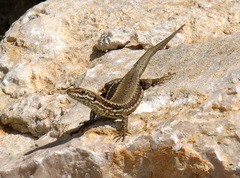 Podarcis muralis