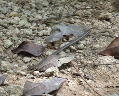 Psammophis orientalis