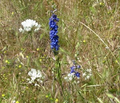 Delphinium distichum