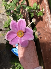 Eriocapitella × hybrida