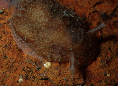 Lamellariinae