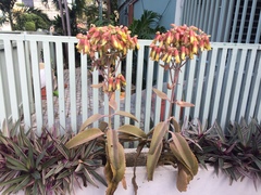 Kalanchoe mortagei